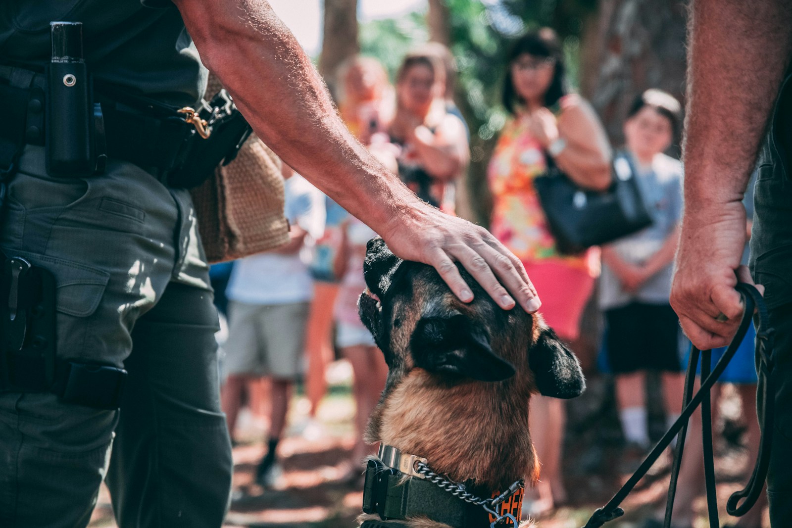 Security Dog Services Cheltenham for Trained Canine Protection Services by ISA Support Services