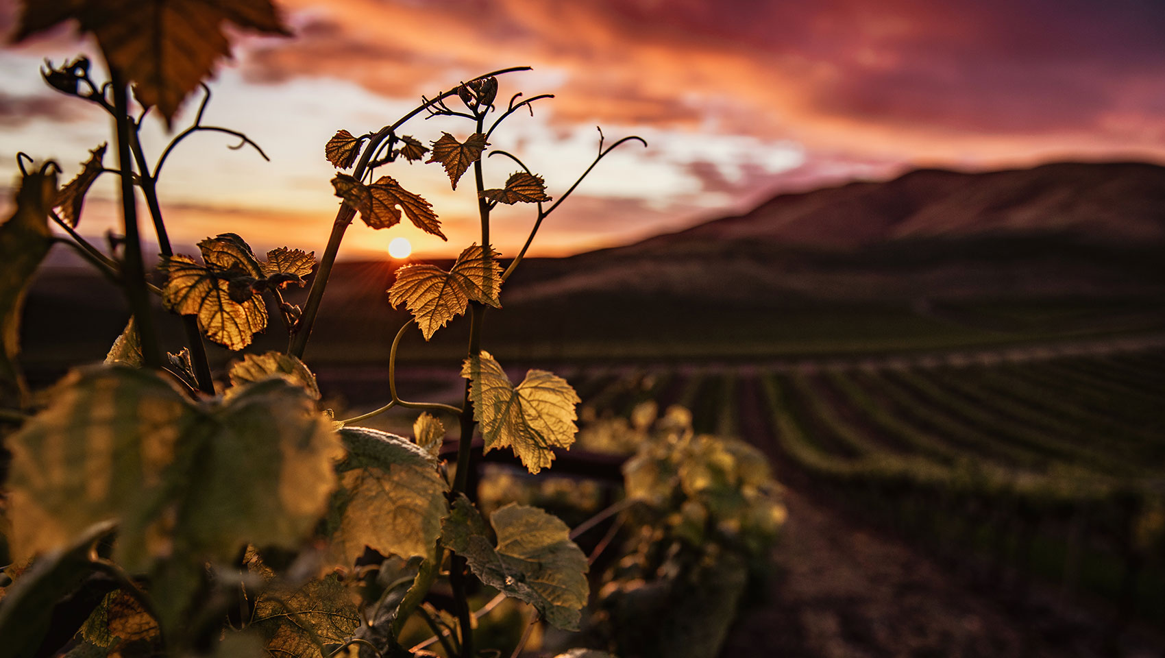 Quarterly Wine Club Sacramento Delivering Exceptional Wines Year-Round